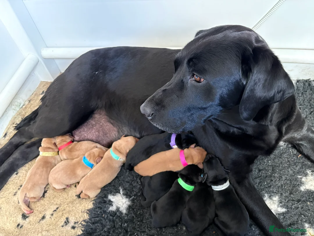 Labrador Retriever dogs for sale: Beautiful Black & fox Red KC reg Labrador puppies  - Advert 2