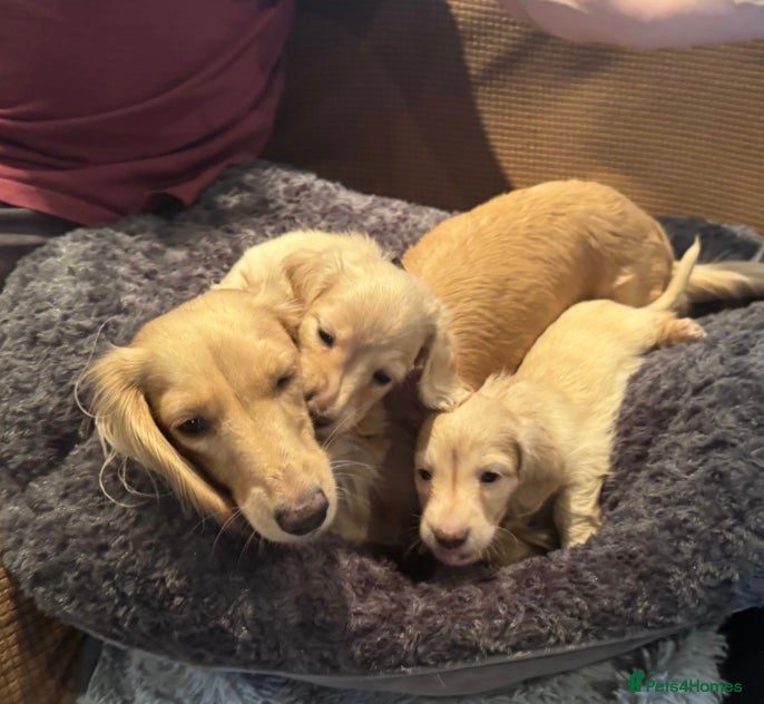 Miniature Dachshund dogs English cream dachshund  - Advert 1