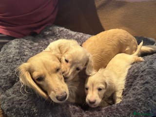 Miniature Dachshund dogs English cream dachshund - Advert 1