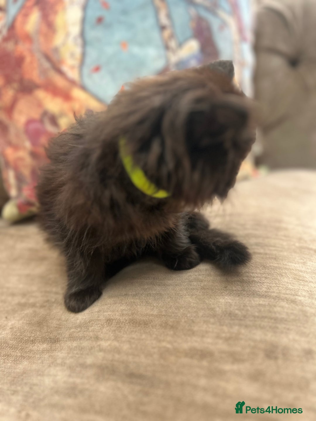 Ragdoll cats for sale: Ragdoll X beautiful balls of fluff  - Image 3