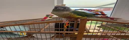 Conures birds for sale: Conure for sale  in Wokingham - Advert 6