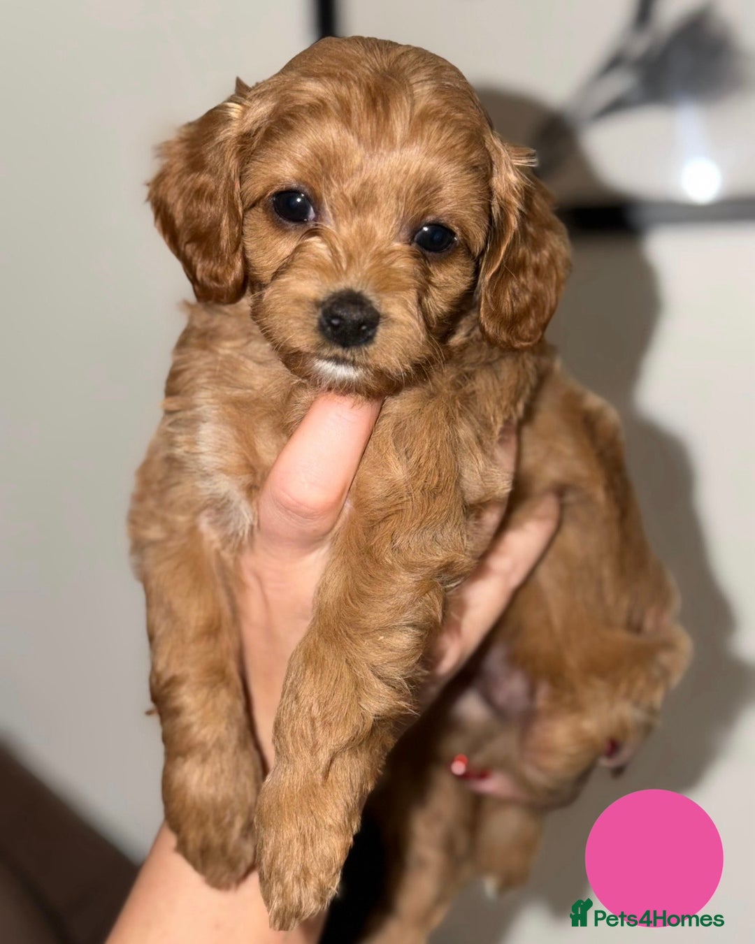 Cavapoo dogs for sale: Stunning Cavapoochon’s for sale (2 left) - Advert 24