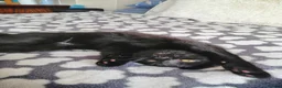 Mixed Breed cats for sale: 😻  kittens 🐾🐈 - Advert 9