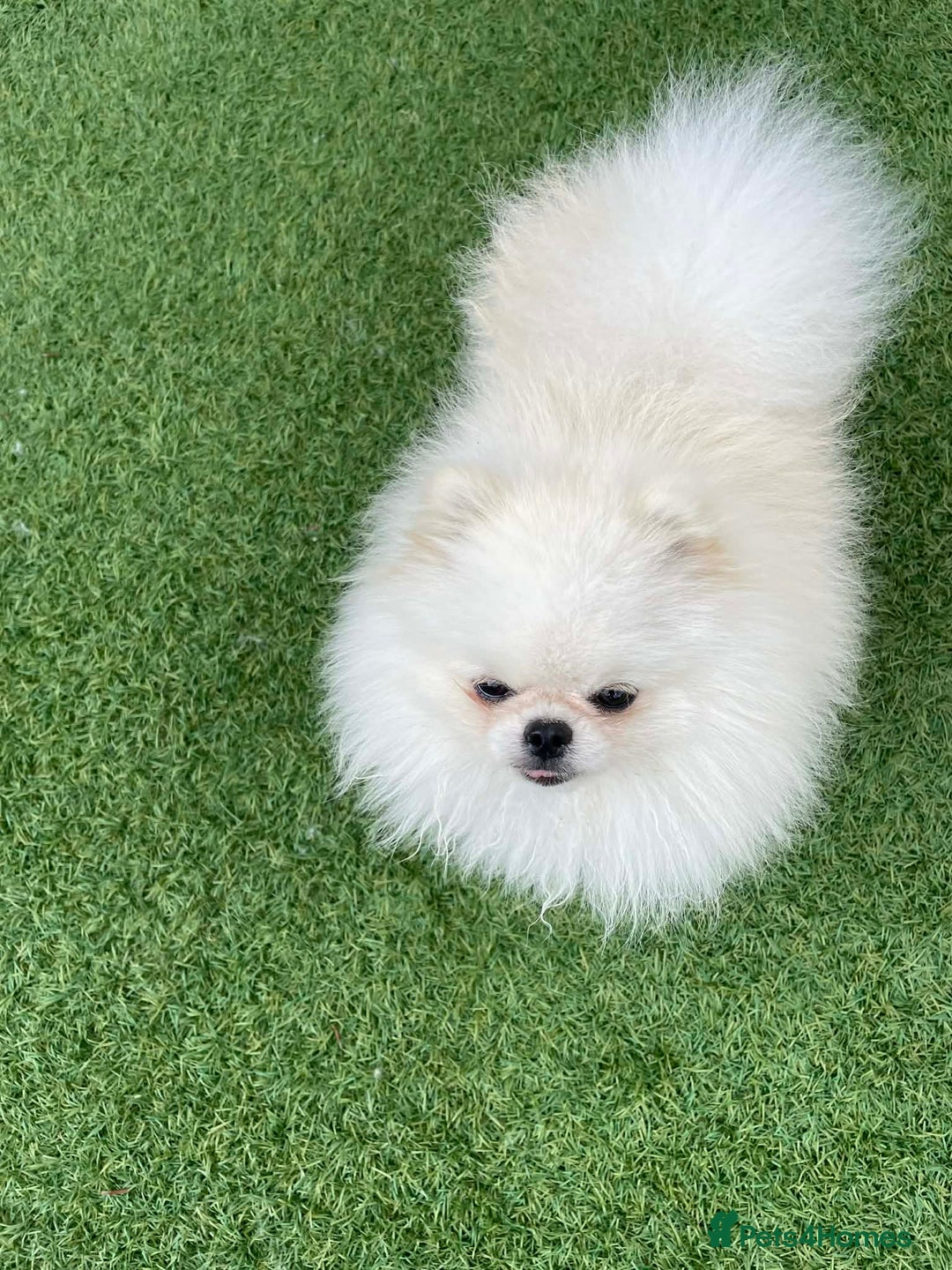 Pomeranian dogs for sale: 🧸 WHITE KC TEDDY BEARS 🧸 TINY, TRUE TYPE! - Advert 9
