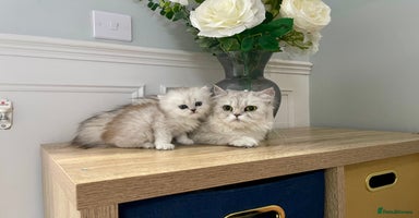 Persian cats - Advert 5