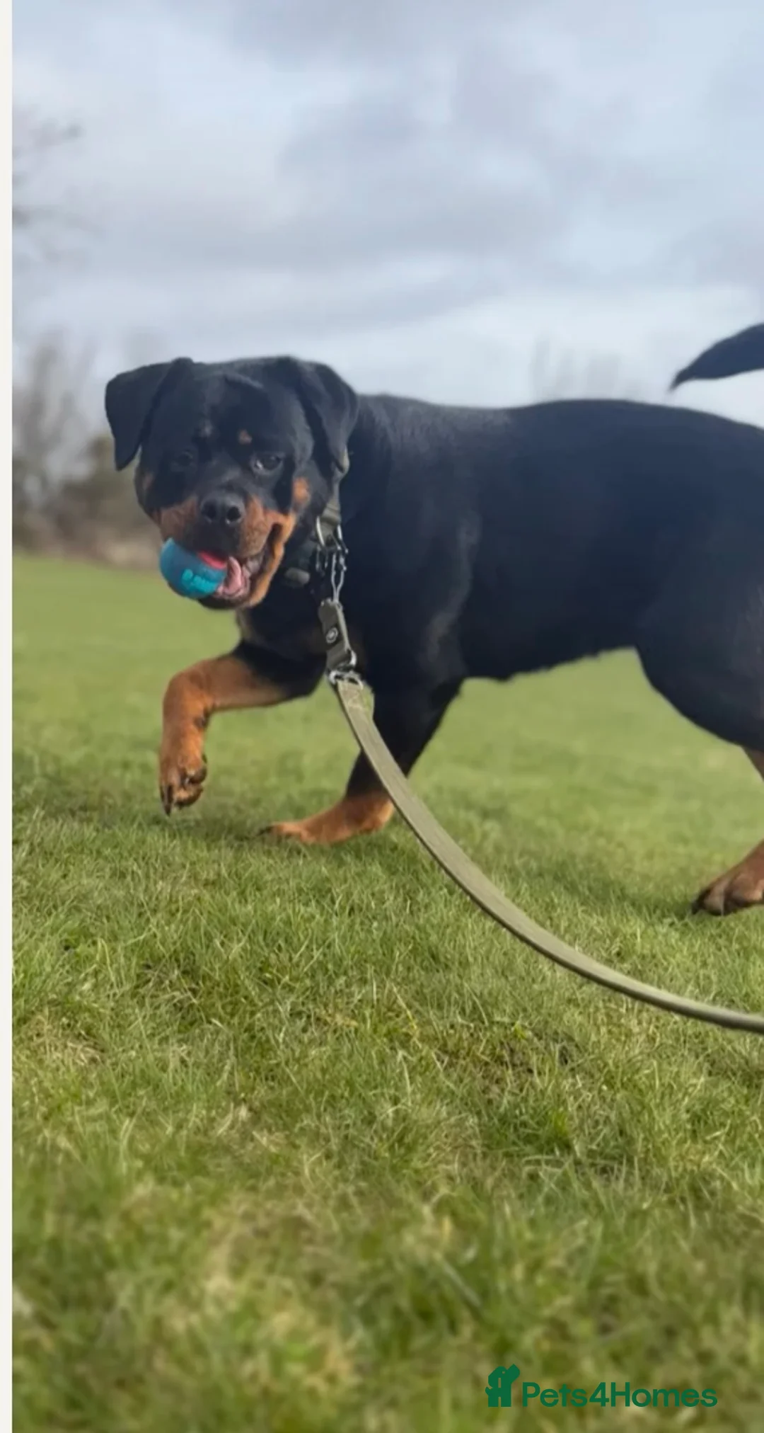 Rottweiler dogs for sale: 🤍PRADAS PUPPYS 🤍 in Wick - Advert 3