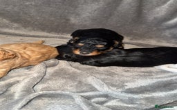 Cavapoo dogs for sale: 2 gorgeous boys looking for there forever home🩵  - Image 6