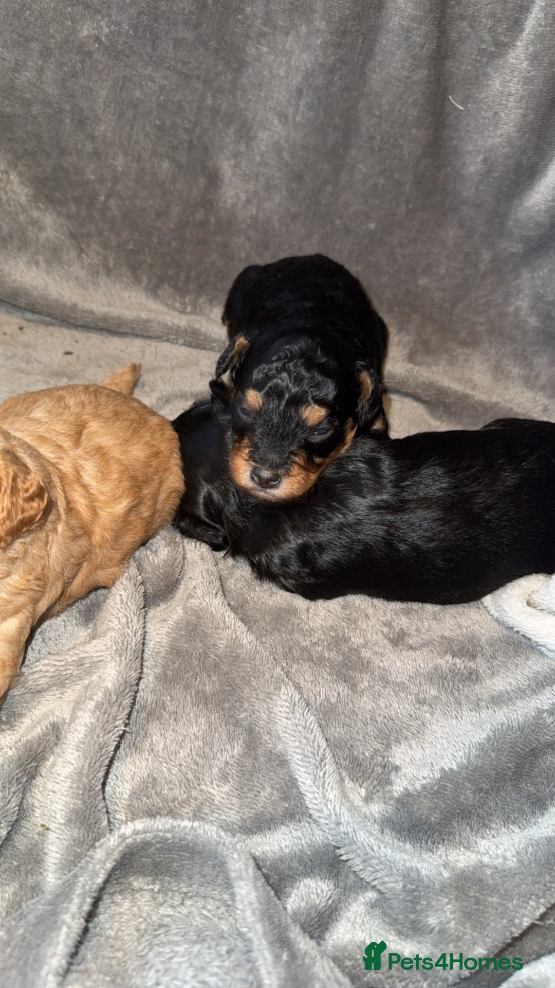 Cavapoo dogs for sale: 2 gorgeous boys looking for there forever home🩵  - Image 6