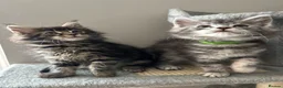 Maine Coon cats for sale: AMAZING TICA MAINE COON KITTENS  - Advert 13