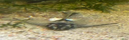 Plecos fish for sale: 2 MALE Breeding age Longfin Bristlenose - Advert 8