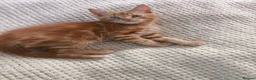 Mixed Breed cats for sale: Kittens to good homes in London - Advert 6