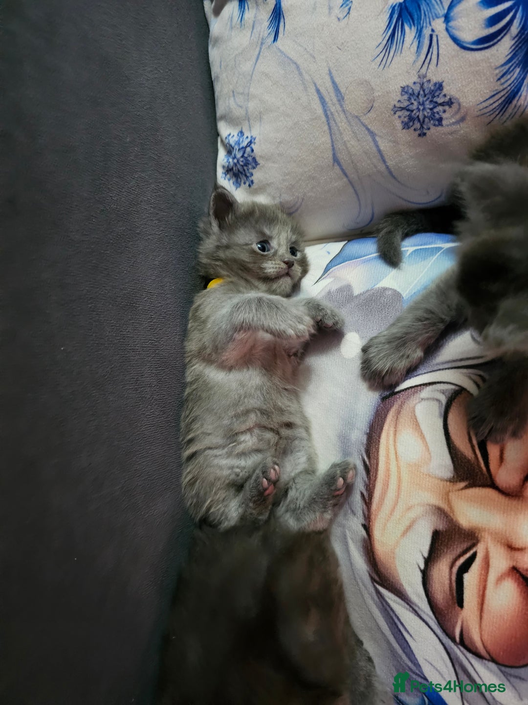 Maine Coon cats for sale: Blue Maine Coon kittens  - Advert 8