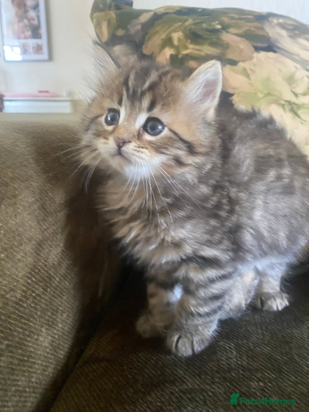 Bengal cats for sale: ‼️ RESERVED  ‼️Bengal x Persian  - Image 23