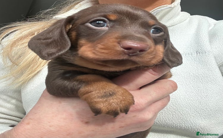 Miniature Dachshund dogs KC registered Miniature Dachshund puppies - Advert 2