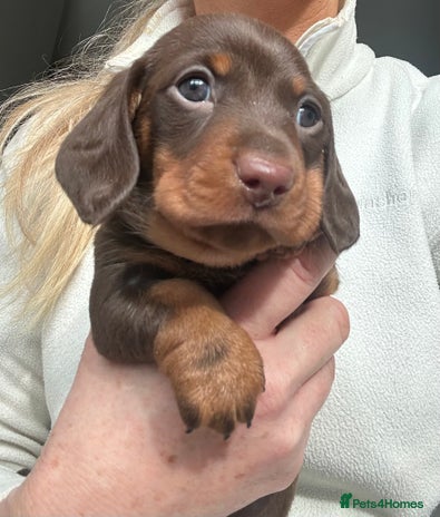 Miniature Dachshund dogs KC registered Miniature Dachshund puppies - Advert 2