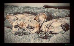 French Bulldog dogs for sale: Girl French bulldog 3 yrs  - Image 7
