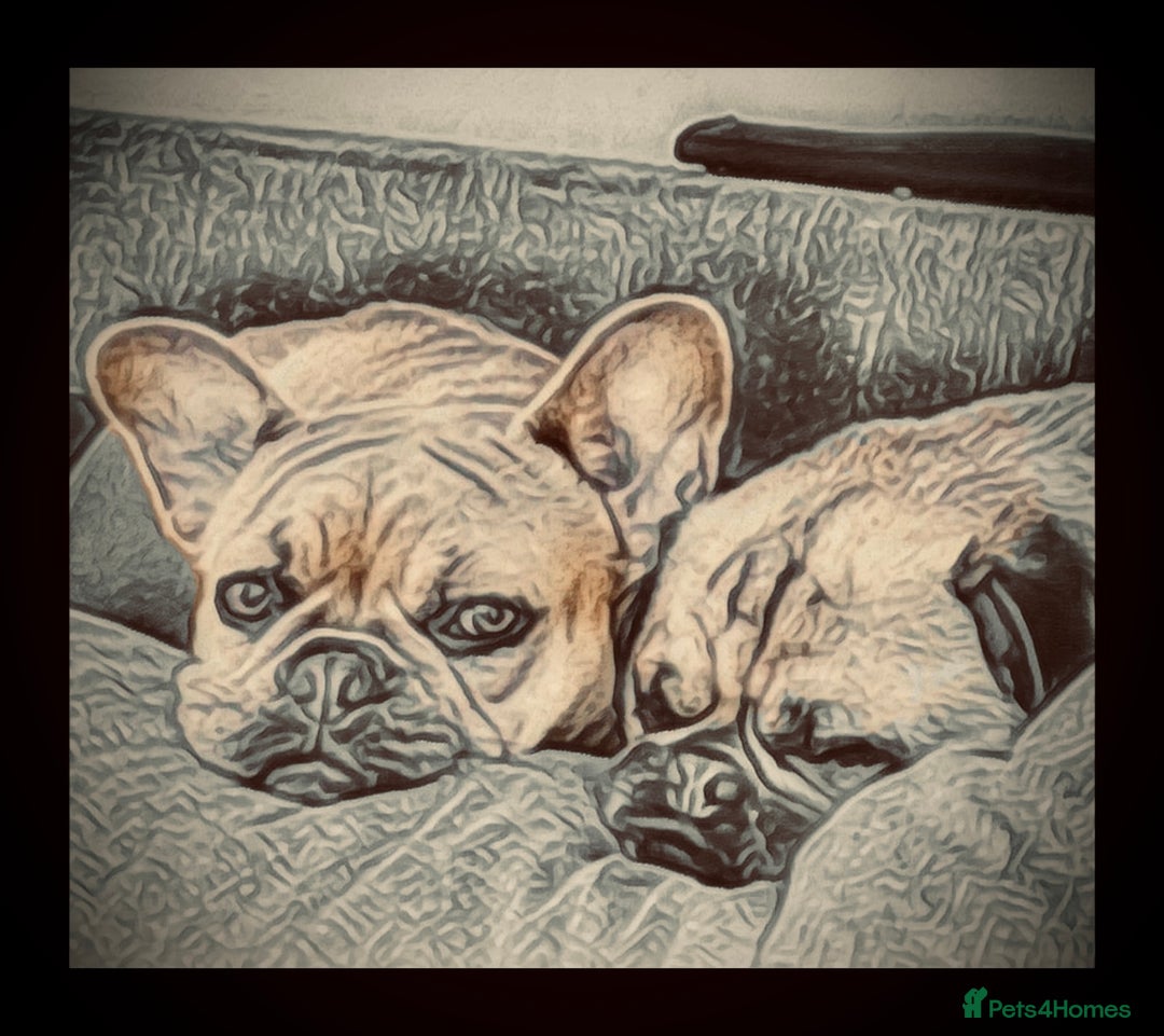 French Bulldog dogs for sale: Girl French bulldog 3 yrs  - Image 7