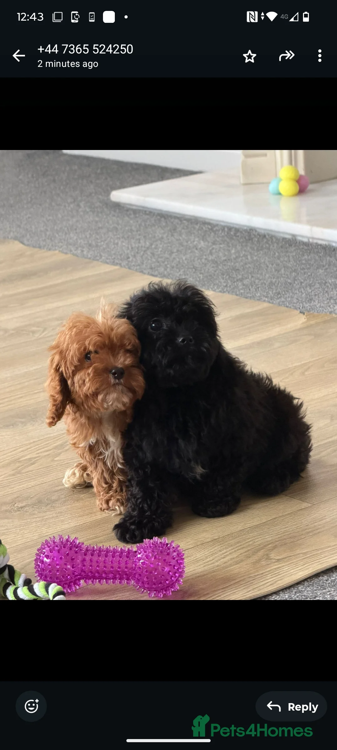 Cavapoo dogs for sale: Fully vaccinated 1 male 1 female ready now ! - Advert 2