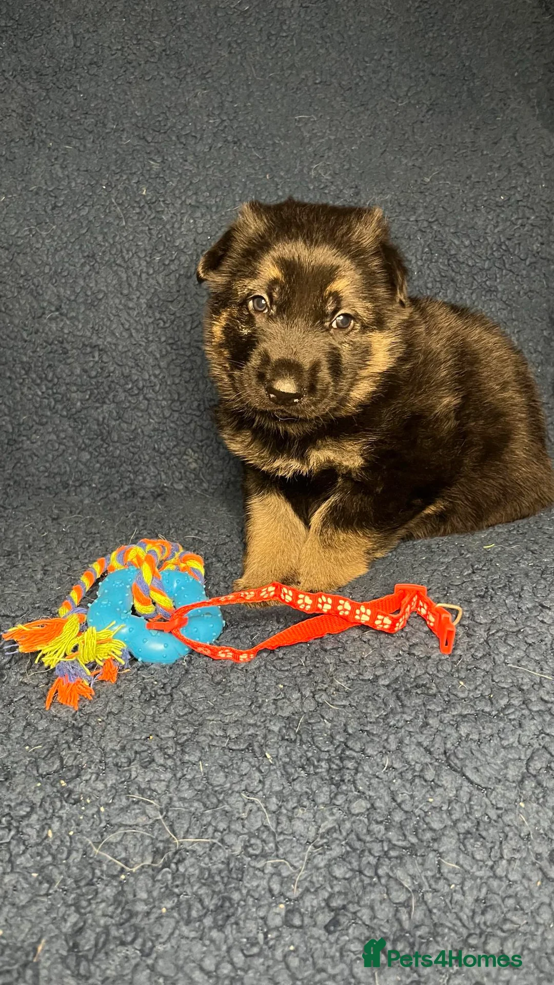 German Shepherd dogs for sale: Straight back German Shepherd amazing temperaments - Advert 5