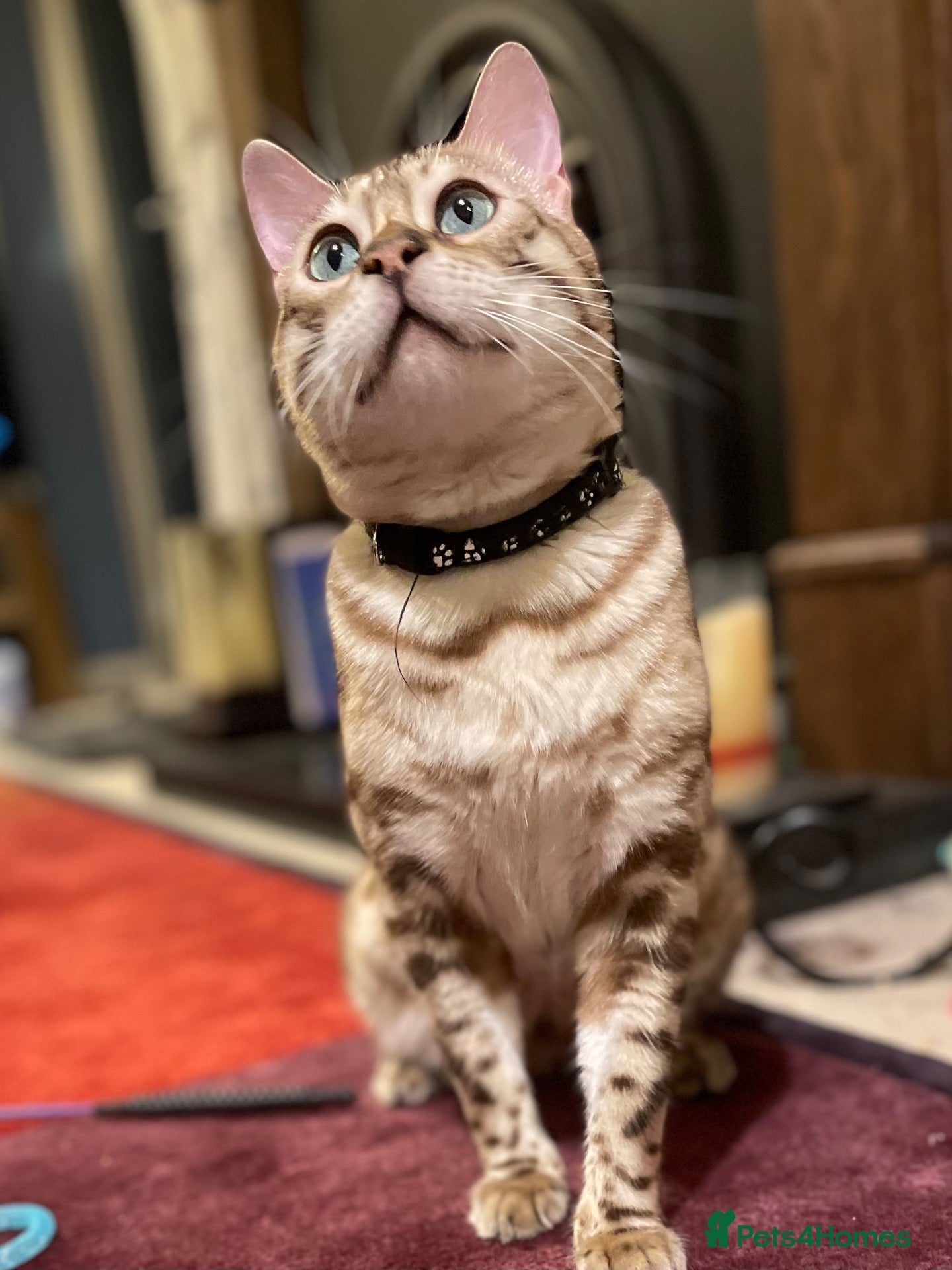 Bengal cats TICA registered Bengal family (all castrated) - Advert 2