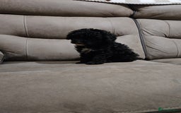 Toy Poodle dogs for sale: Merle toy poodle puppys available now  - Image 13