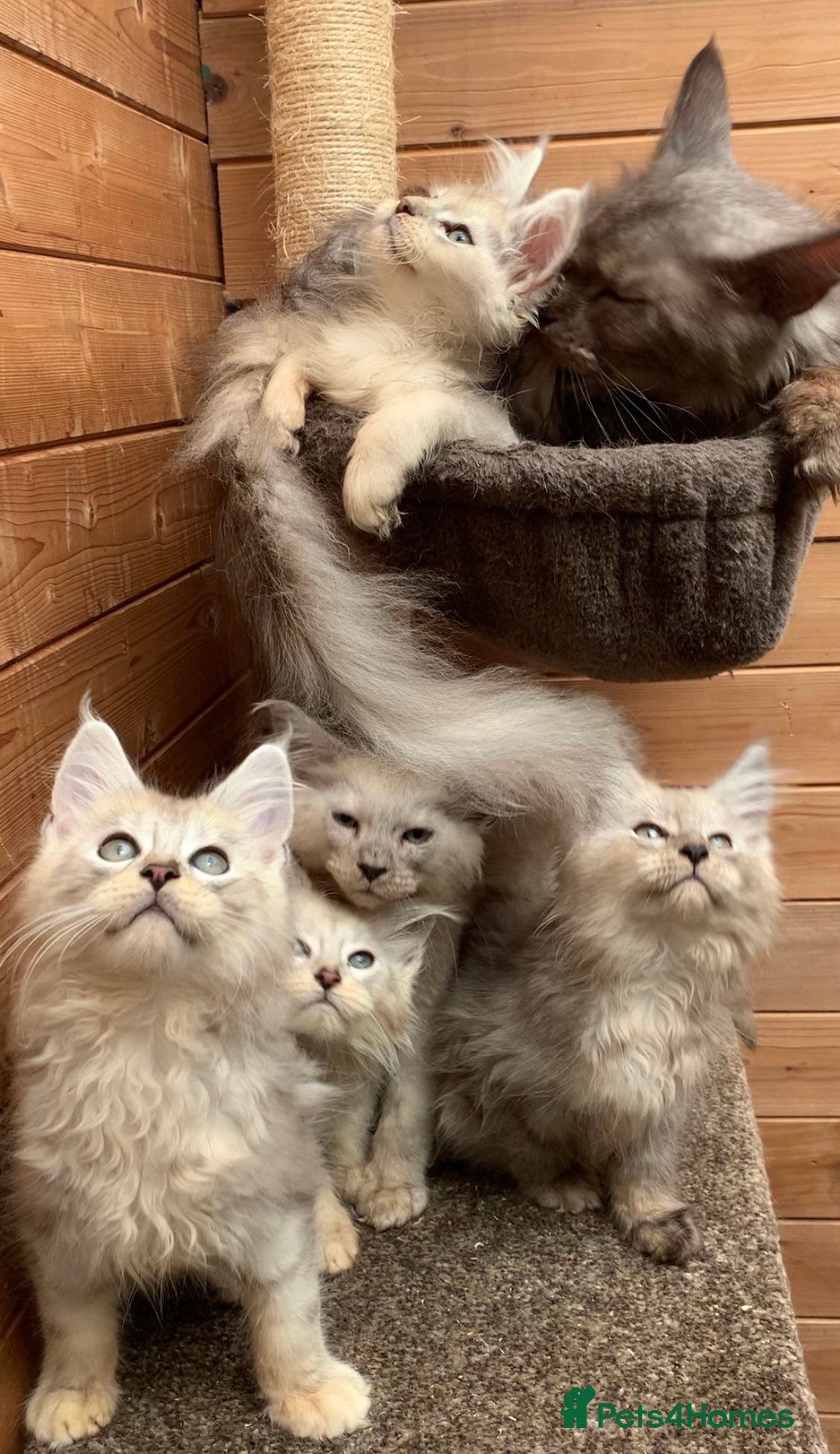 Maine Coon cats High silver TICA Registered Maine Coon Kittens  - Advert 2