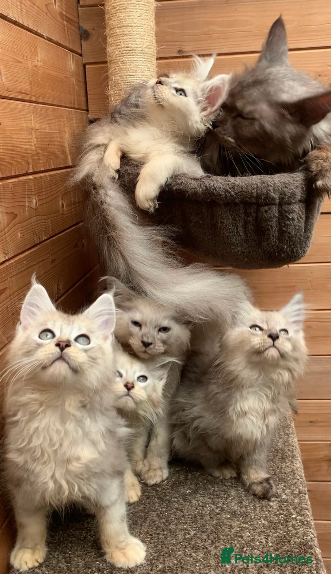 Maine Coon cats for sale: High silver TICA Registered Maine Coon Kittens  - Advert 2