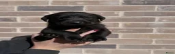 Labrador Retriever dogs for sale: Working black Labrador puppies  in Diss - Advert 7