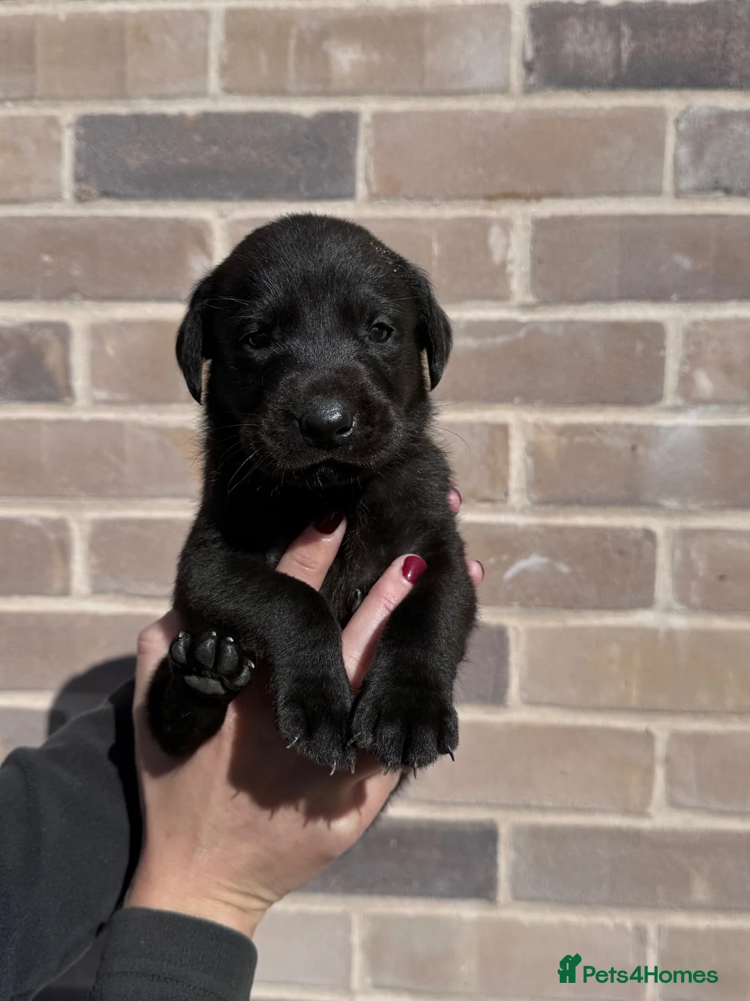 Labrador Retriever dogs for sale: Working black Labrador puppies  in Diss - Advert 7