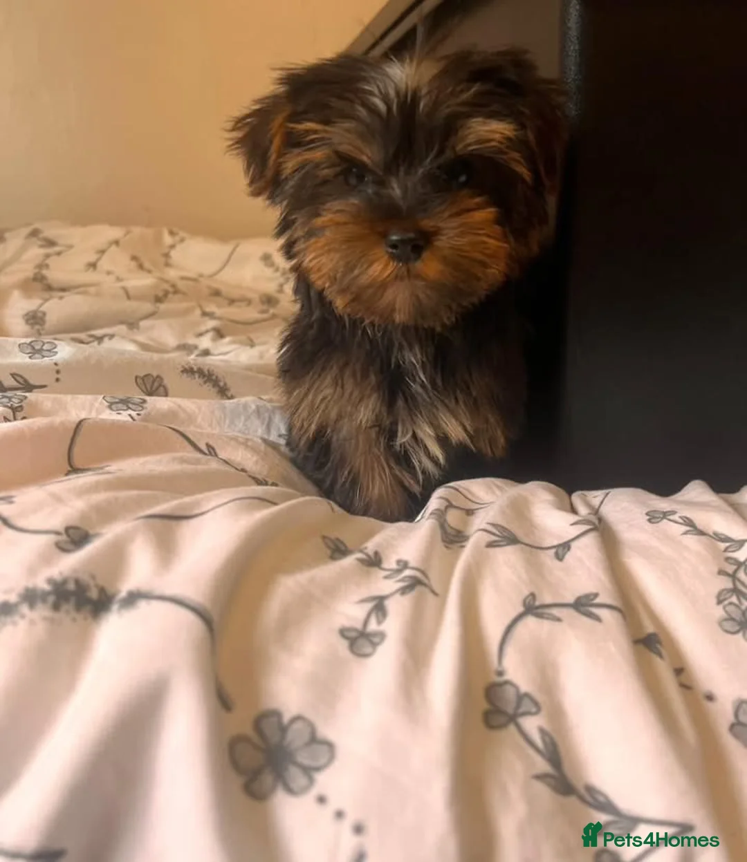 Yorkshire Terrier dogs for sale: Yorkshire terrier puppies  - Advert 11