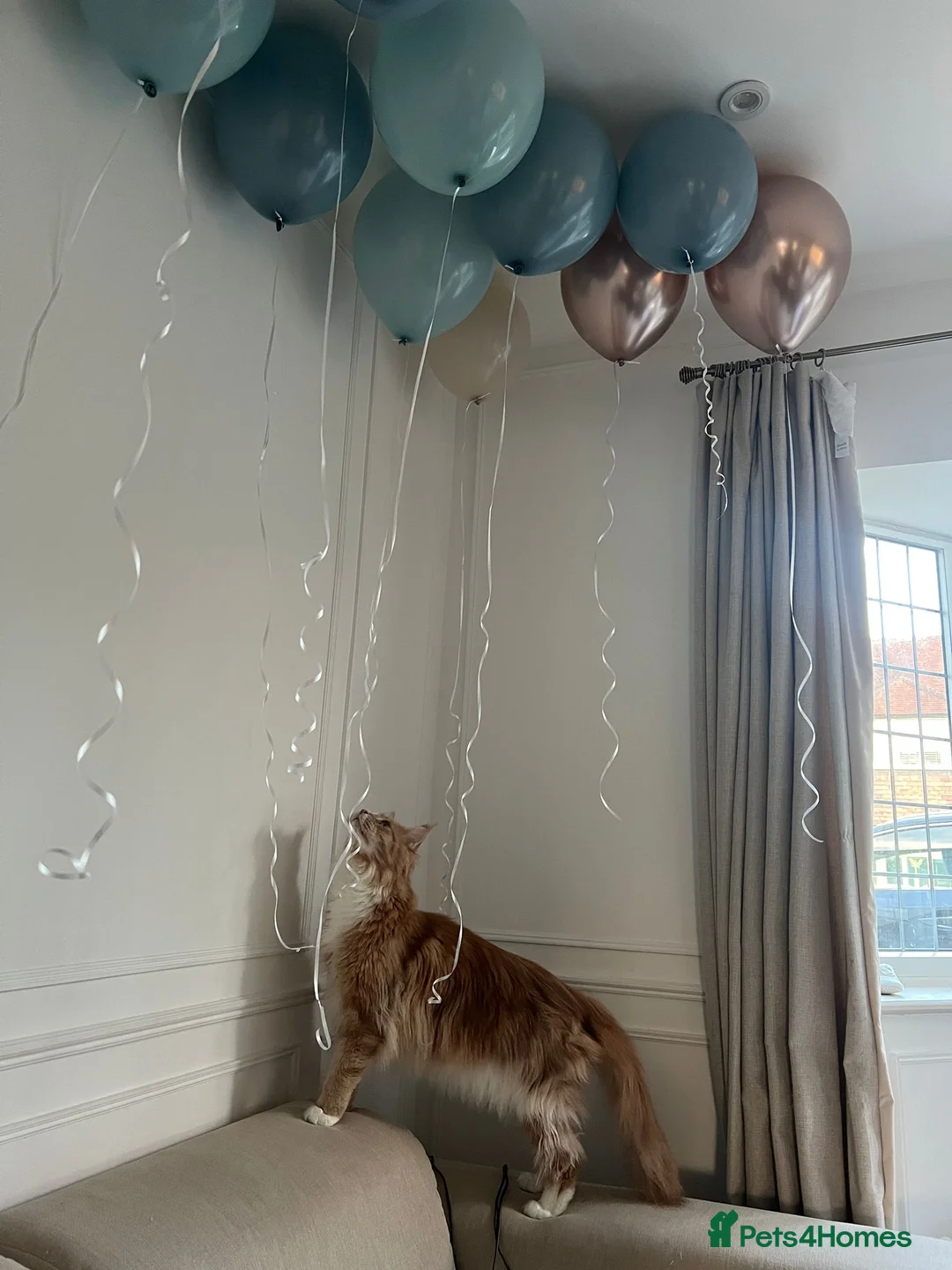 Maine Coon cats for sale: Maine Coon & Ragamuffin for sale - Advert 5