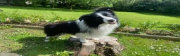Border Collie dogs for stud: For stud. KC reg and proven.  in Brierley Hill - Advert 15