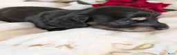 Miniature Dachshund dogs for sale: Stunning LH pra clear MD - Advert 25