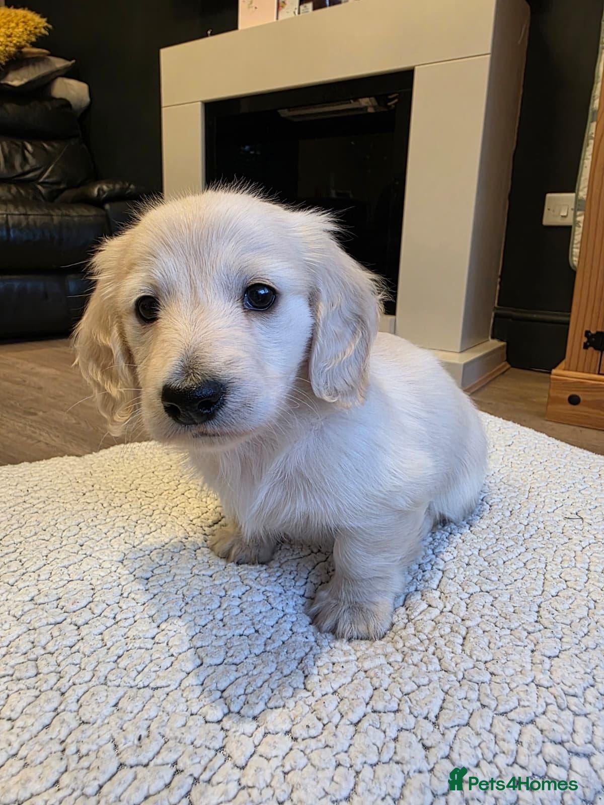 Miniature Dachshund dogs for sale: ⭐KC Boy Clear Cream Long-Haired Mini Daxi⭐ - Advert 2