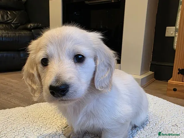 Miniature Dachshund dogs for sale: ⭐KC Boy Clear Cream Long-Haired Mini Daxi⭐ - Advert 2