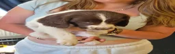 English Springer Spaniel dogs for sale: Springer spaniel puppies for sale  - Advert 7
