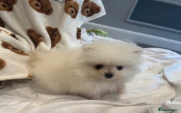 Pomeranian dogs for sale: Pomeranian  - Image 4