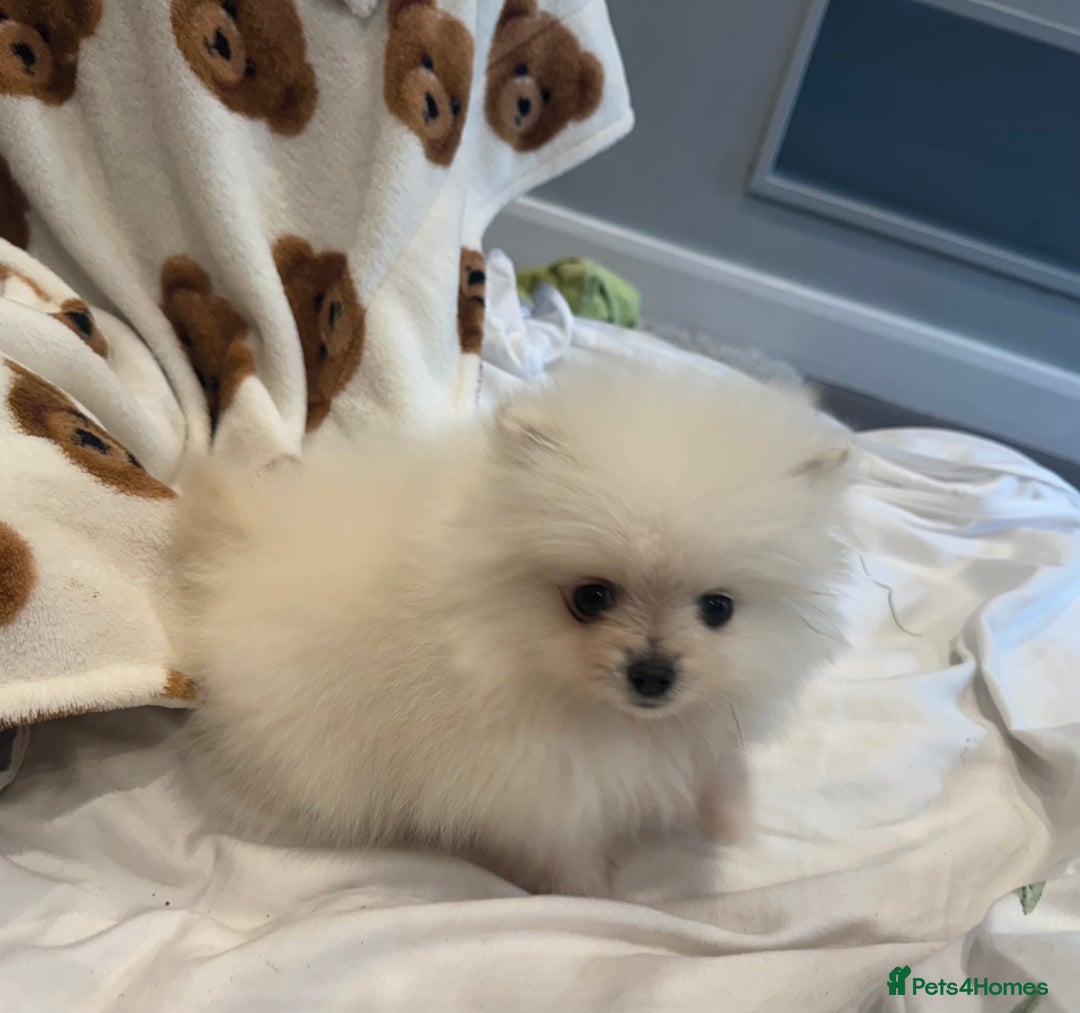 Pomeranian dogs for sale: Pomeranian  - Image 4