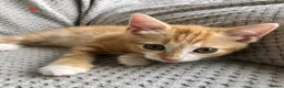 Mixed Breed cats for sale: Kittens for sale  in Hungerford - Advert 16