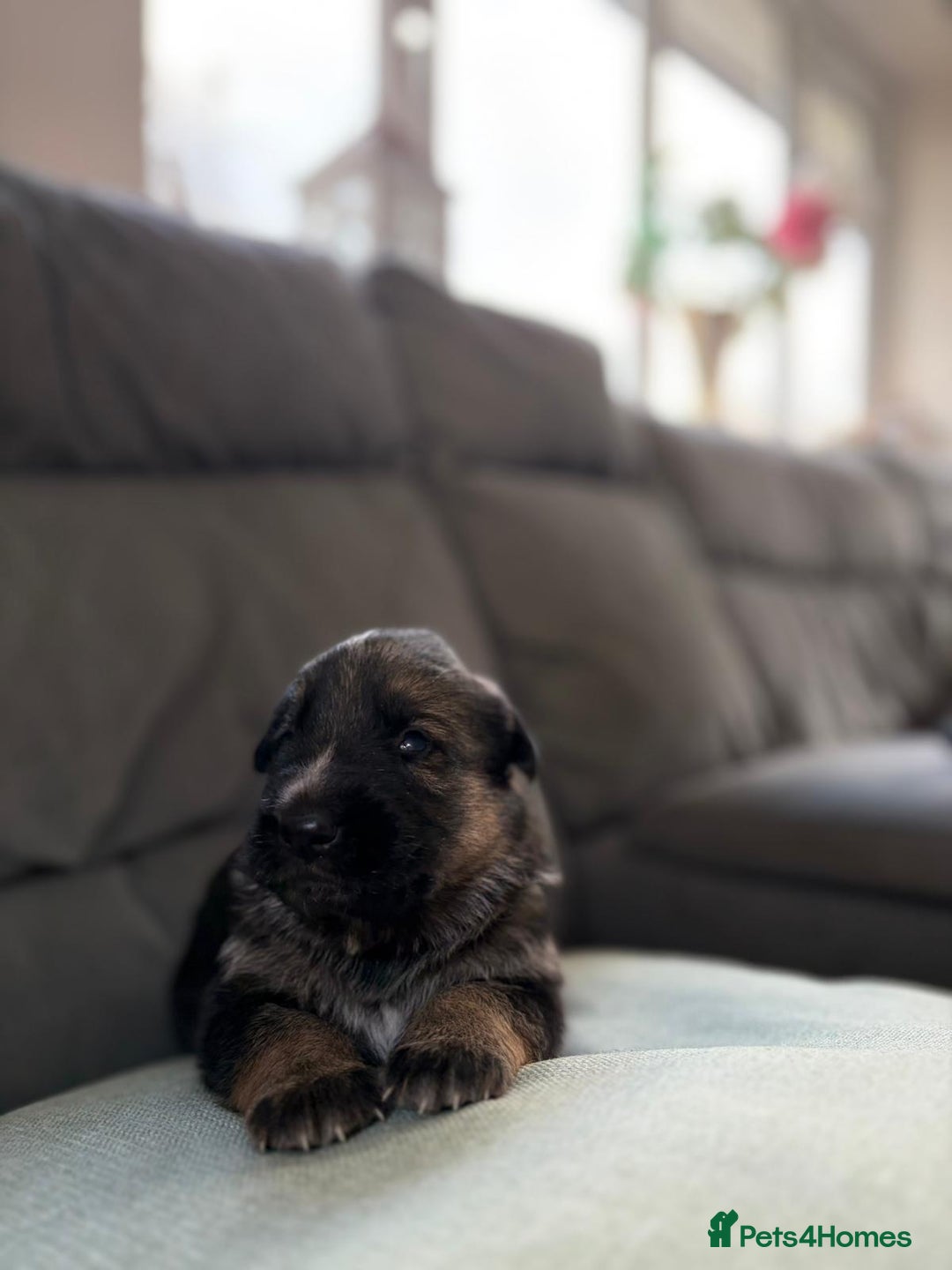 German Shepherd dogs for sale: German shepherd puppies  - Advert 22