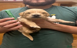 Golden Retriever dogs for sale: 8 Beautiful golden retrievers puppies for sale ❤️ - Advert 10