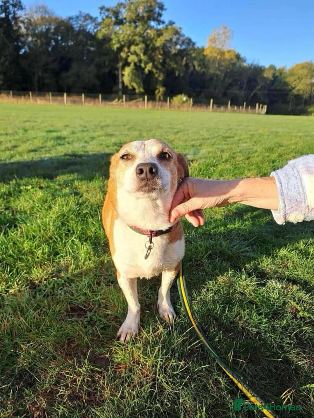 Mixed Breed dogs for adoption: Tessa - Poringland Norfolk  in Norwich - Advert 10