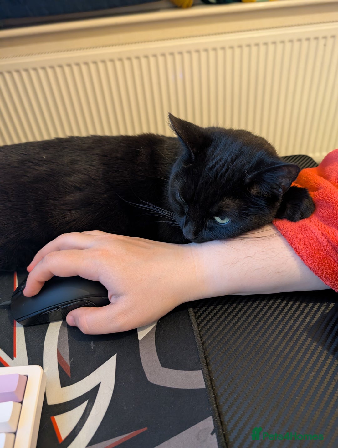 Mixed Breed cats for sale: Sweet girl needs rehoming - Image 3