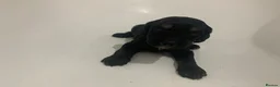 Cockapoo dogs for sale: Outstanding F1 Cockerpoo PuppiesExceptional Colour - Advert 18
