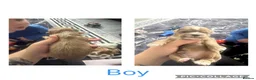 Shihpoo dogs for sale: Beautiful shihpoo puppy’s  - Advert 6