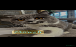British Shorthair cats for sale: 3 Beautiful solid blue males  - Image 4