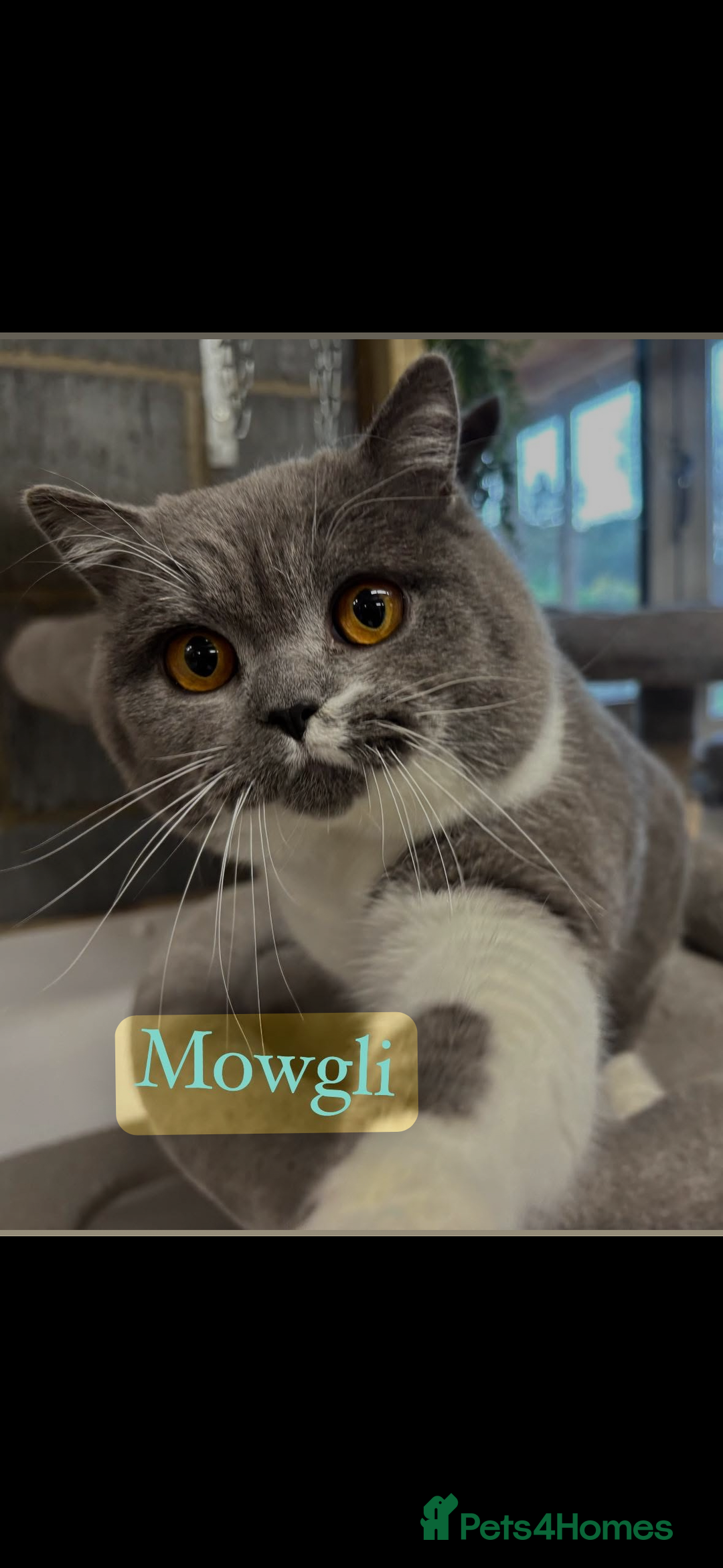 British Shorthair cats for sale: 3 Beautiful solid blue males  - Image 4