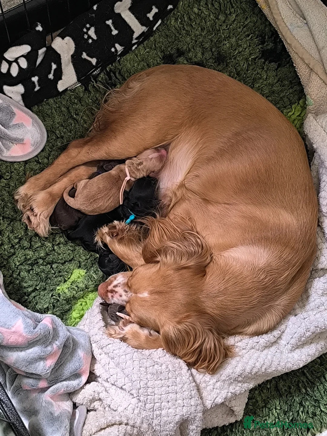 Cockapoo dogs for sale:  6 Gorgeous Cockapoo Puppies  - Advert 1