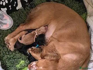 Cockapoo dogs 6 Gorgeous Cockapoo Puppies - Advert 7