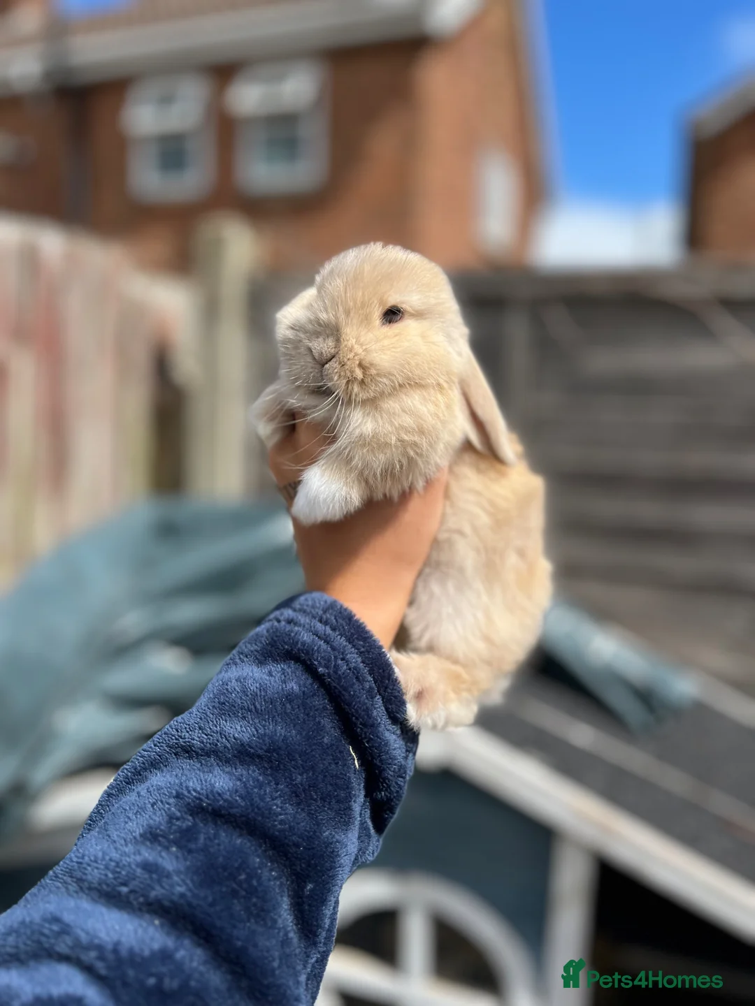 Mini Lop rabbits for sale: 3 female bunnies  - Advert 2